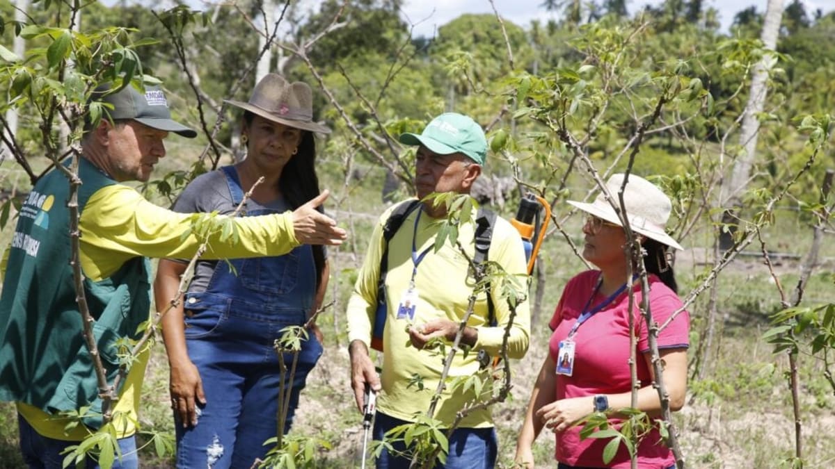 Projeto em São Cristóvão transforma resíduos de caranguejos e siris em fertilizantes