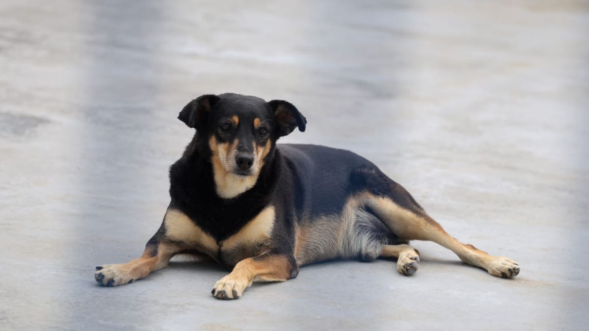 Santa Catarina amplia políticas de bem-estar animal com castrações, leis e campanhas de conscientização