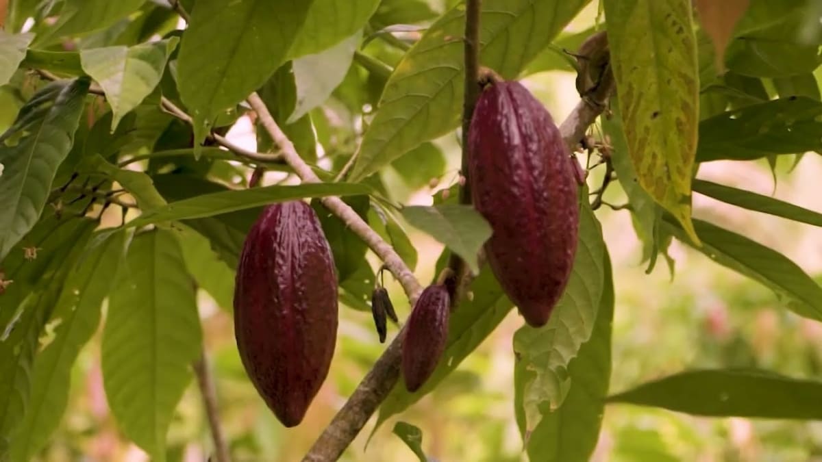 Pesquisa revela como melhorar qualidade e valor do chocolate amazônico