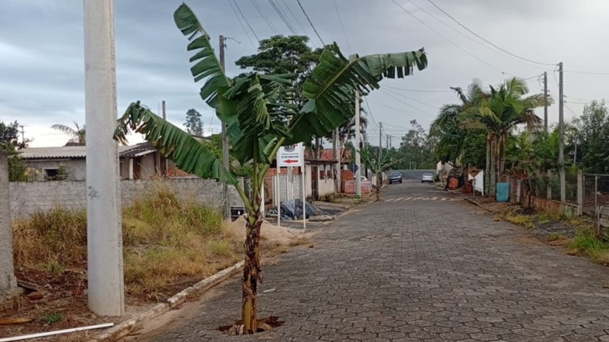 Moradores de Ermo plantam bananeiras em crateras para alertar sobre buracos na via
