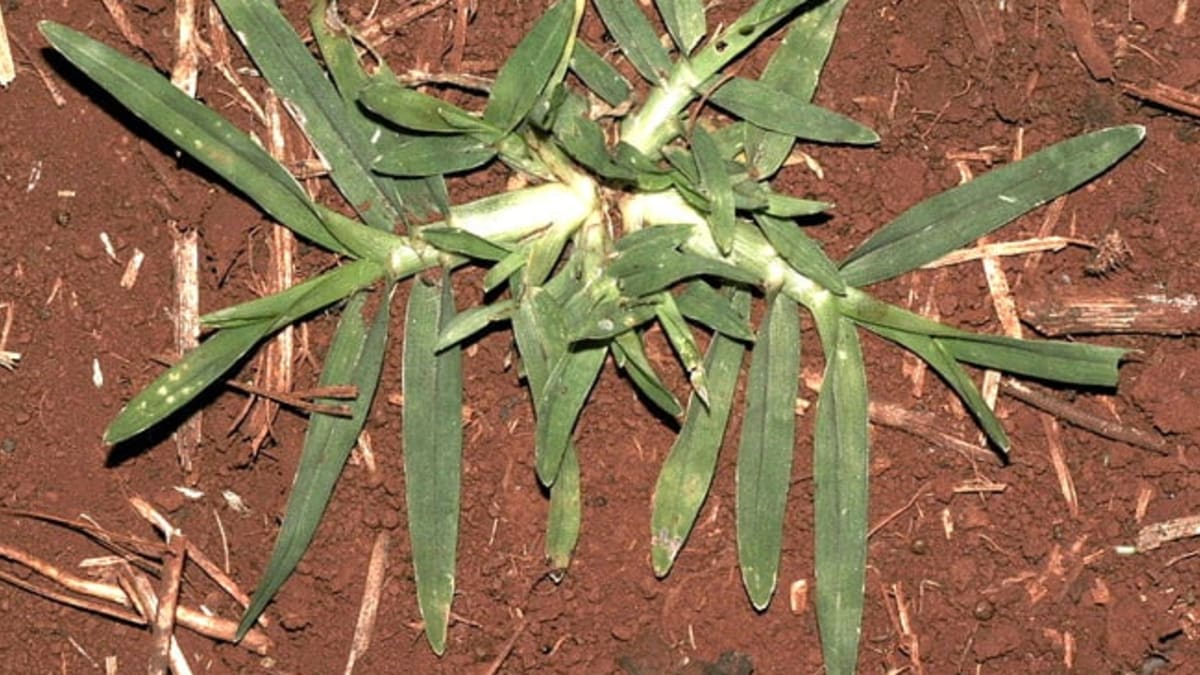 Curso online aborda manejo do capim-pé-de-galinha, planta daninha agressiva na soja