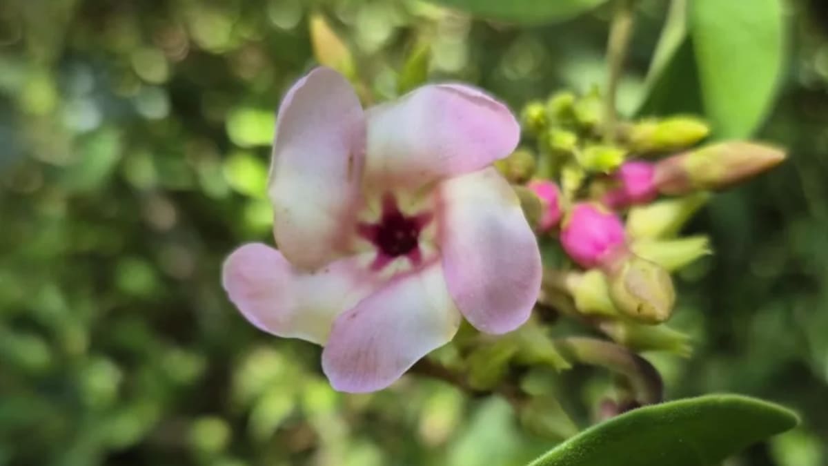 Estudo revela espécies ameaçadas nas unidades de conservação de Porto Alegre