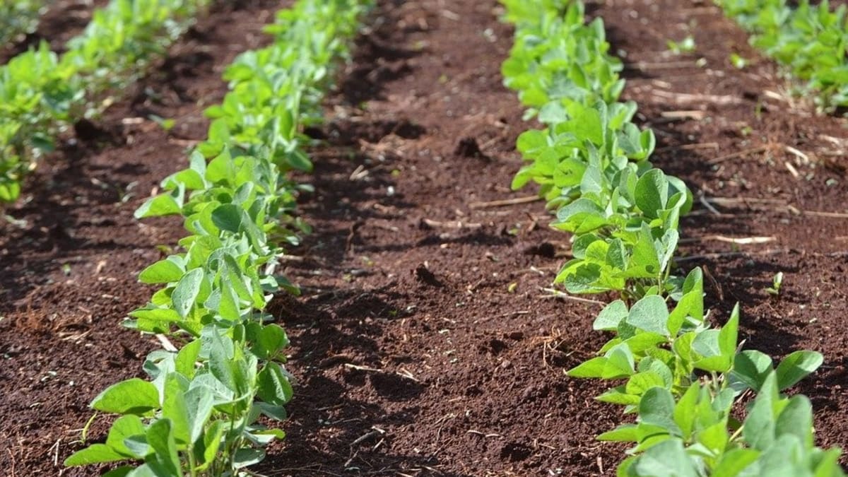 Seithor: novo herbicida natural promete controle eficaz de plantas invasoras