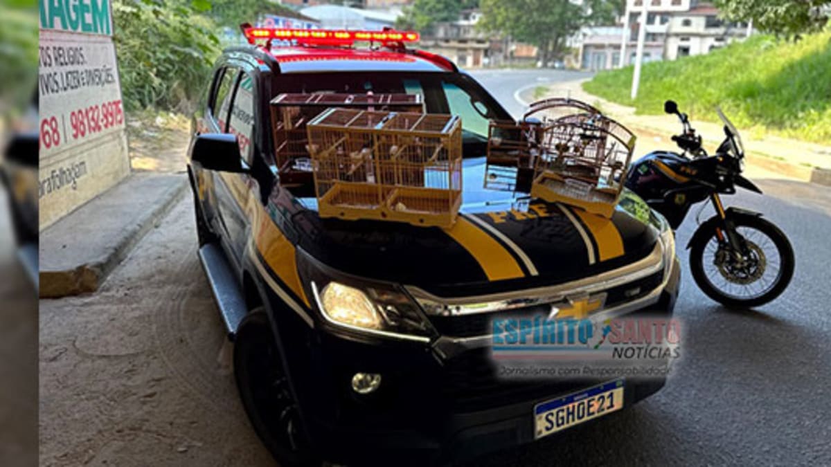 PRF resgata aves silvestres sem documentação na BR-101 em Cariacica