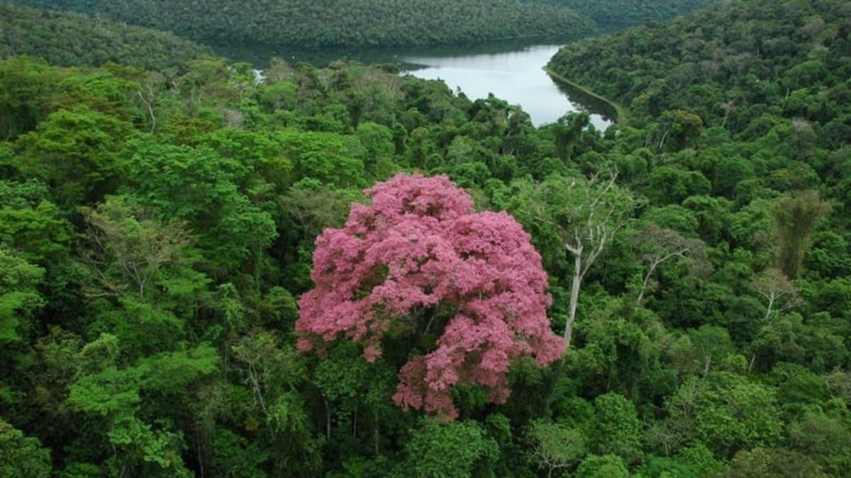 Levantamento aponta Minas Gerais como um dos estados mais avançados em políticas climáticas