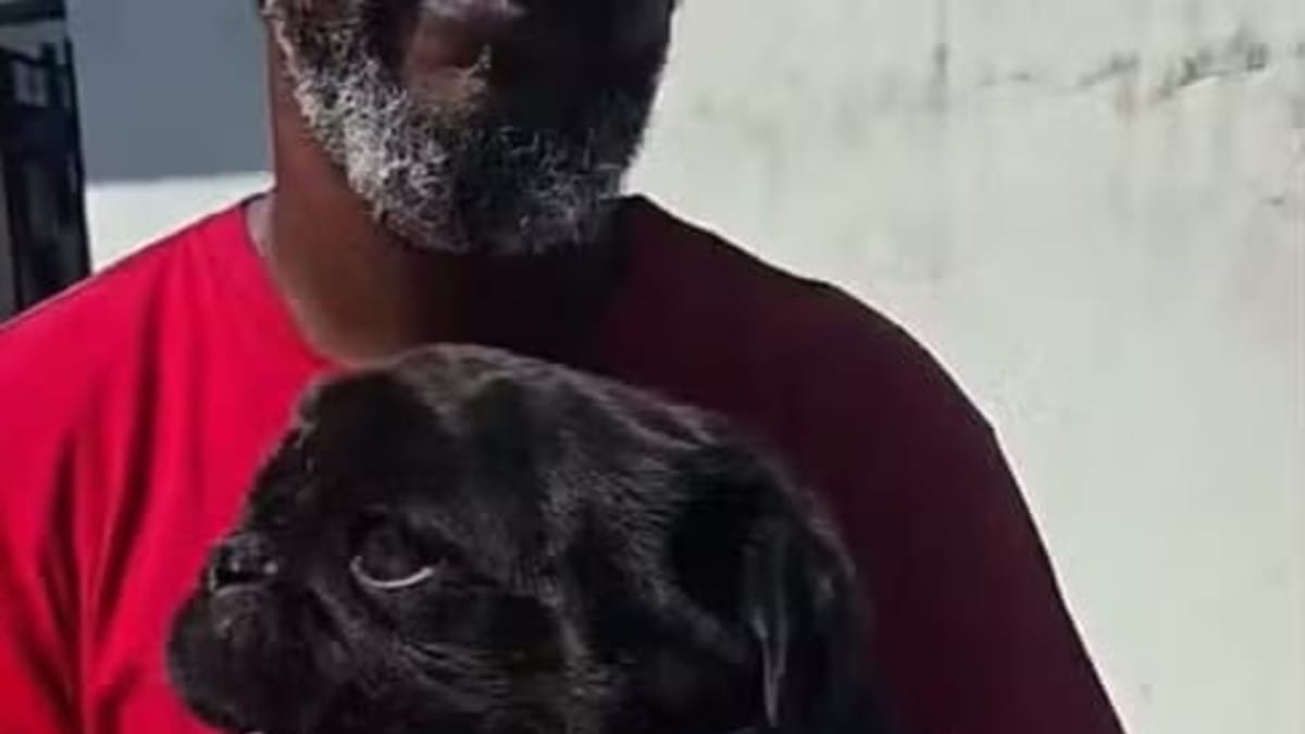 Cão é encontrado morto e outros dois são resgatados em Navegantes, SC