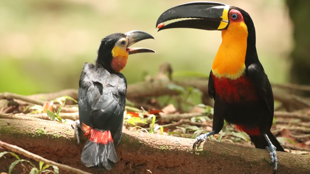 Reintrodução do tucano-de-bico-preto na Floresta da Tijuca é considerada um sucesso após mais de 50 anos
