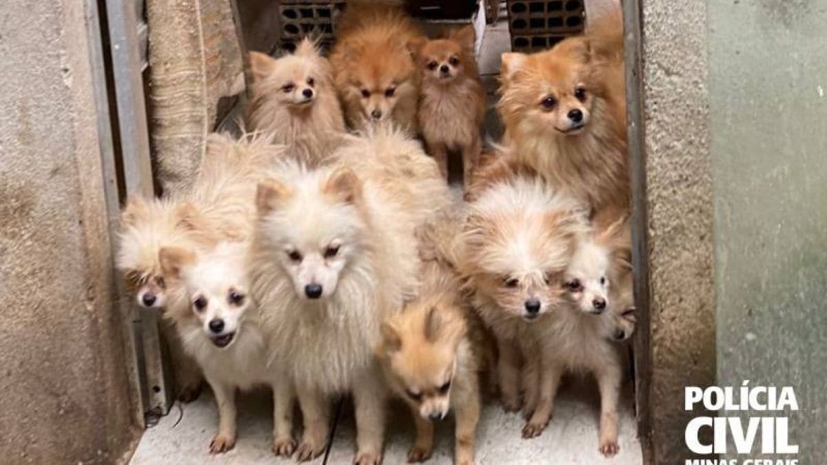 Polícia Civil resgata 26 cães em situação de maus-tratos em canil clandestino em BH