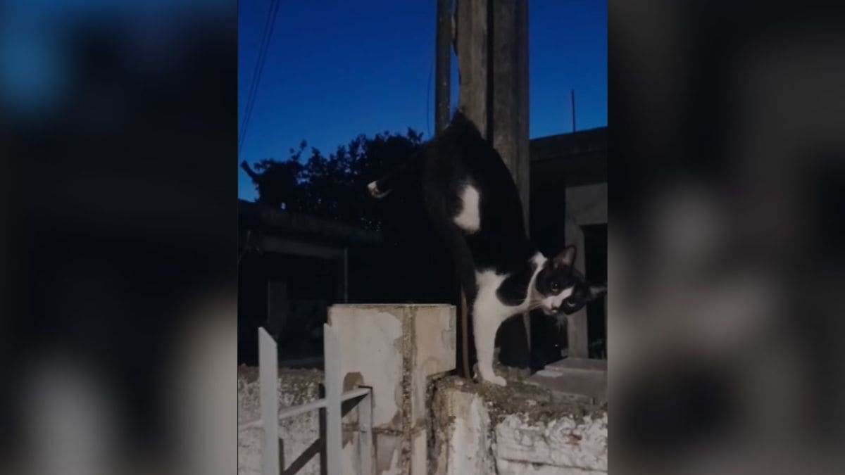 Bombeiros resgatam gato preso em vergalhão sobre muro em Palhoça