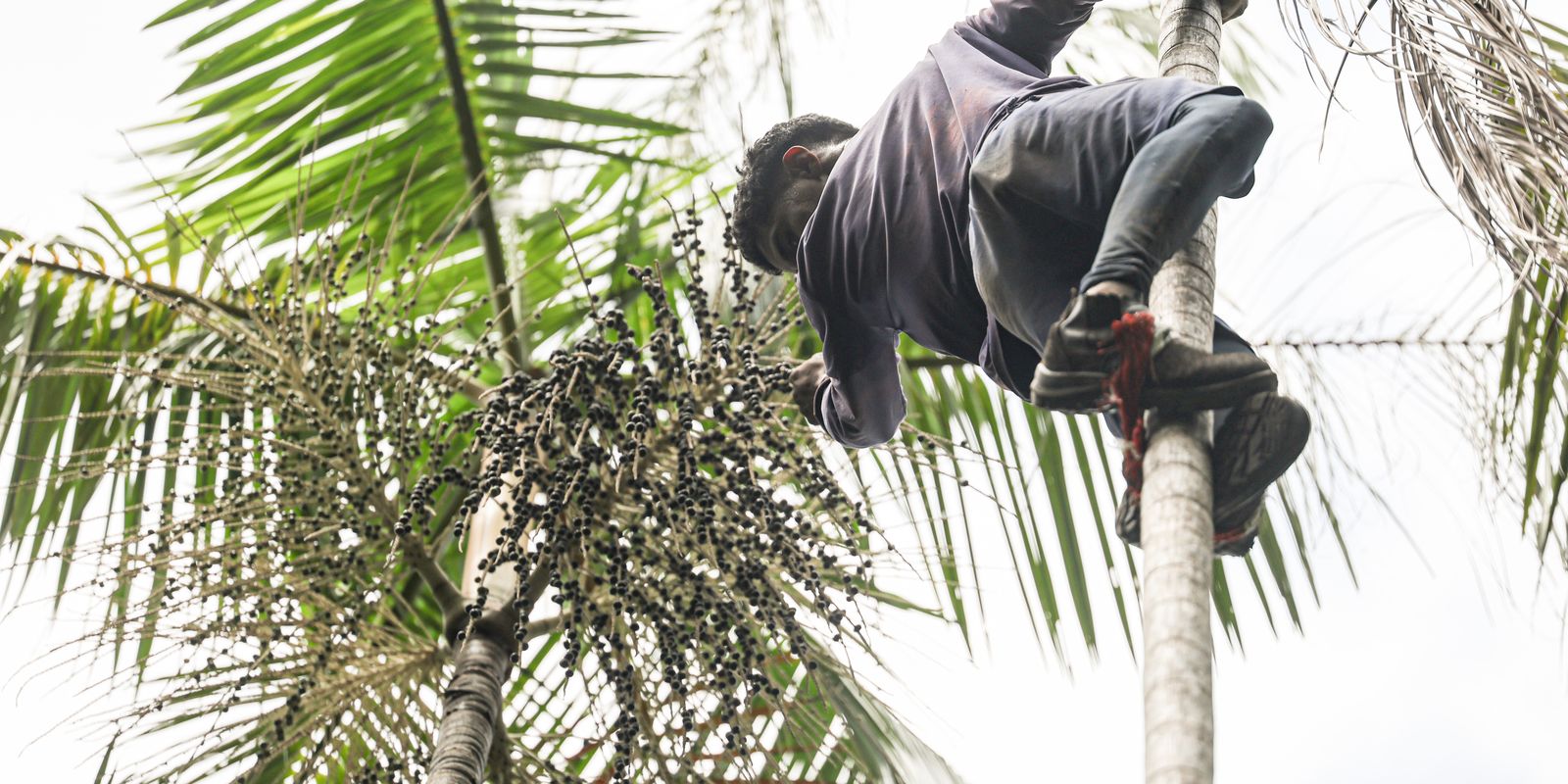 Governo lança programa para regularizar terras e combater desmatamento na Amazônia