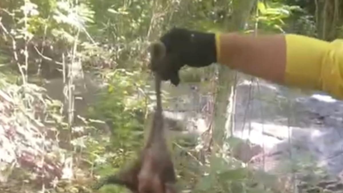 Família de gambás-de-orelha-preta é reintroduzida no Parque Estadual da Pedra Branca