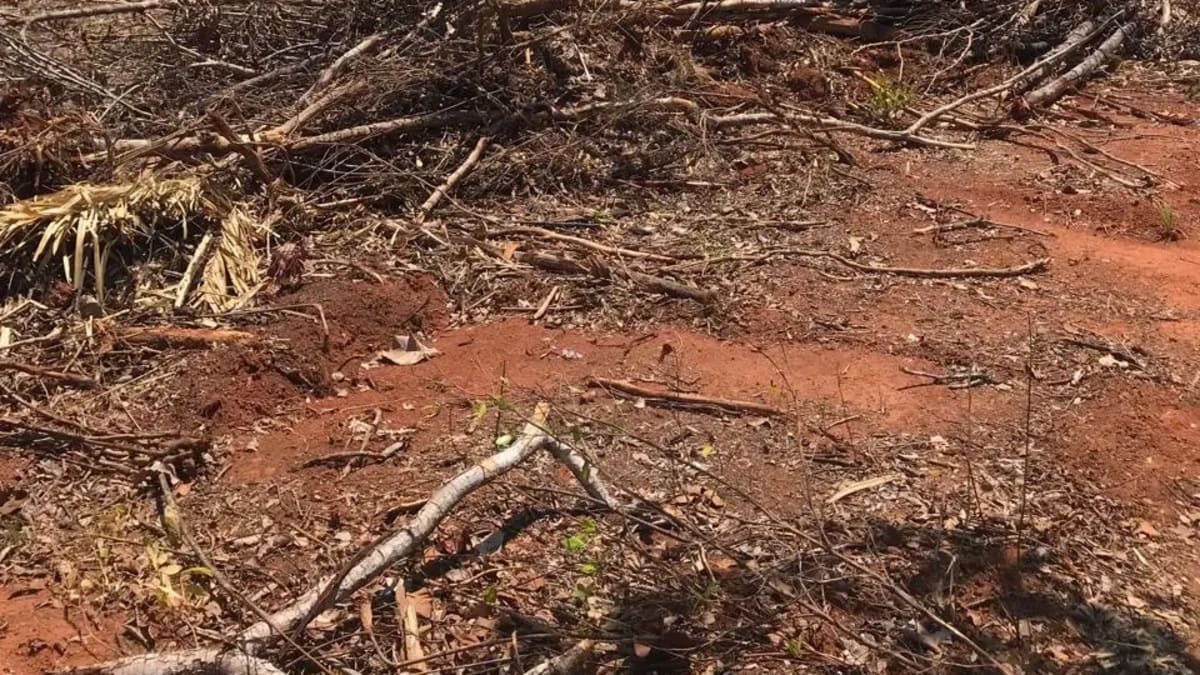 Disputa territorial entre Tocantins e Goiás expõe comunidade quilombola a invasões e desmatamento