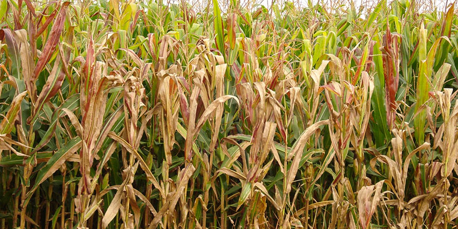 Cigarrinha do milho causa prejuízo bilionário no Brasil