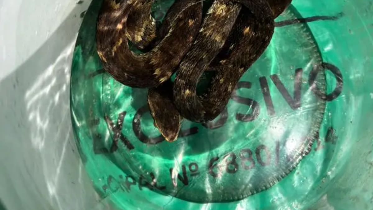 Jararaca é encontrada viva dentro de vidro em saco de material reciclável em Jaraguá do Sul