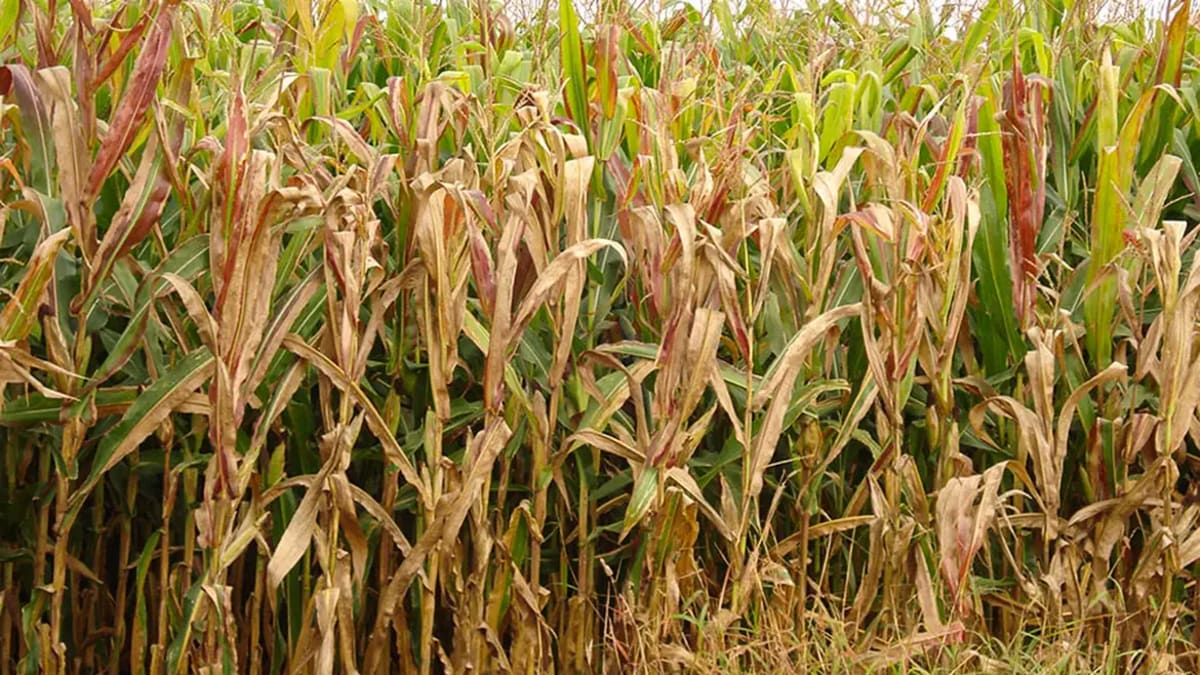 Cigarrinha-do-milho causa prejuízo bilionário e ameaça produção no Brasil