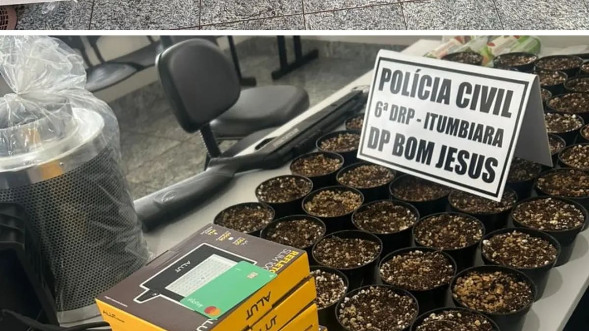 Polícia Civil desmonta estufa de maconha e suspeito foge durante operação em Bom Jesus de Goiás