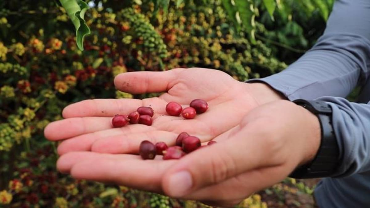 Produção de café robusta híbrido cresce significativamente no Amazonas