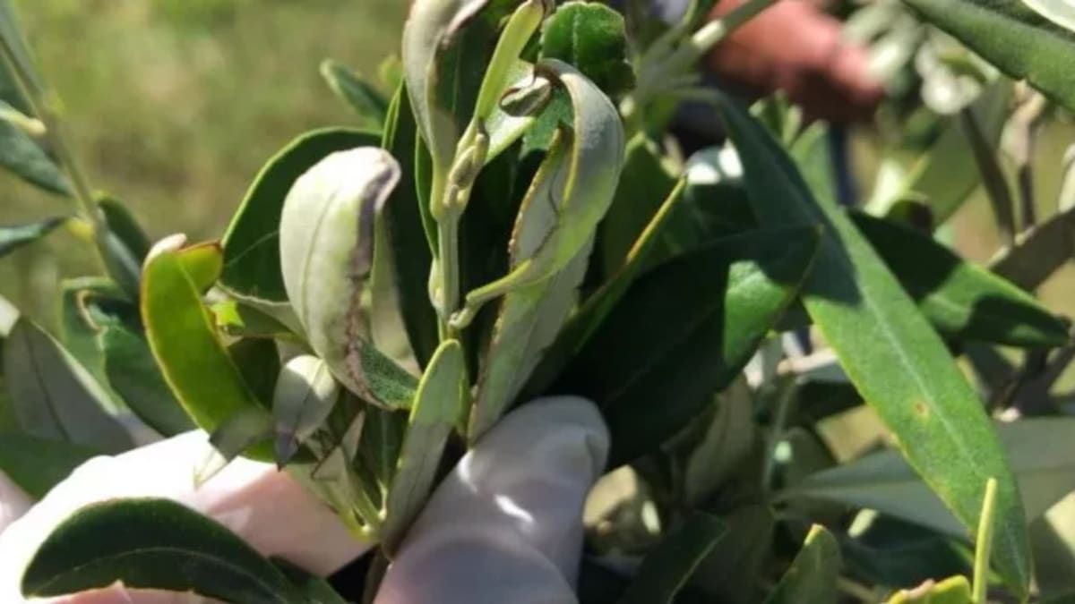 Triunfo realiza 14ª Abertura Oficial da Colheita da Oliva com safra recorde no RS