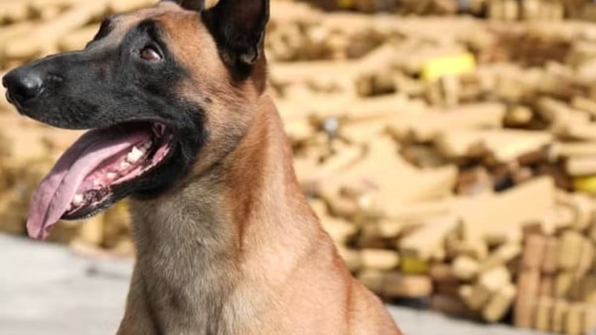 Cão da Polícia Militar é fundamental na maior apreensão de drogas no Rio de Janeiro