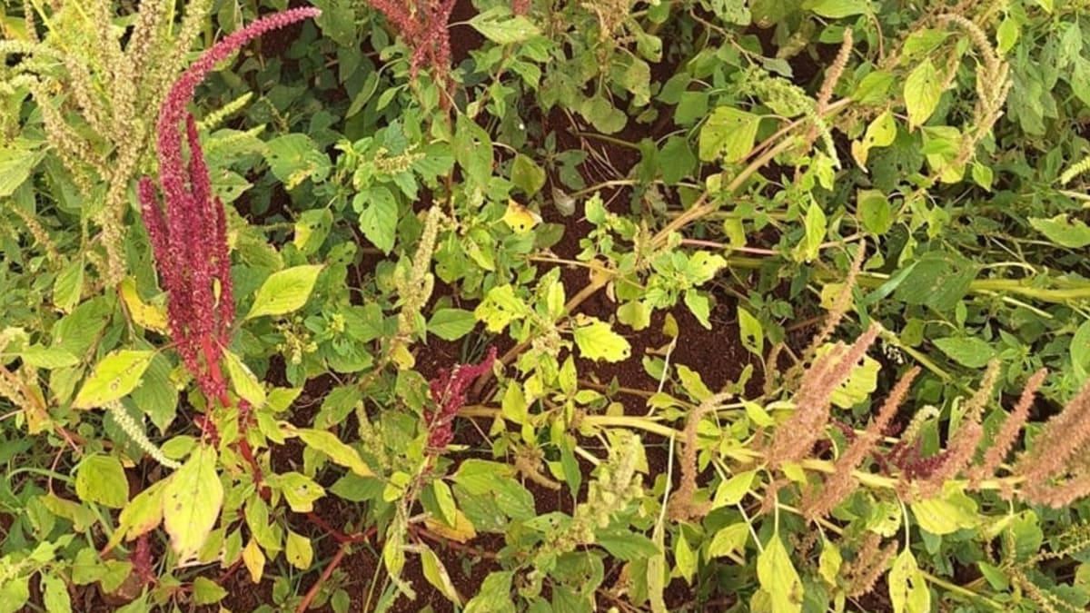 Caruru-roxo desafia manejo da soja e preocupa produtores e mercado internacional