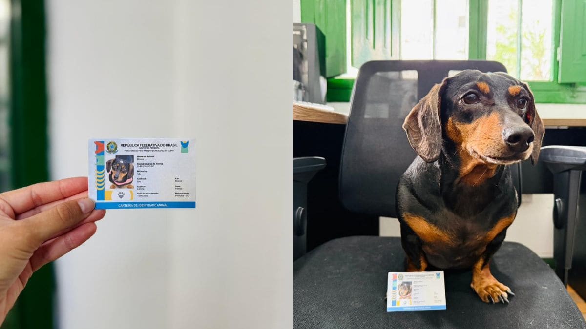 Itapema incentiva cadastro gratuito de pets no SinPatinhas para emissão do RG Animal