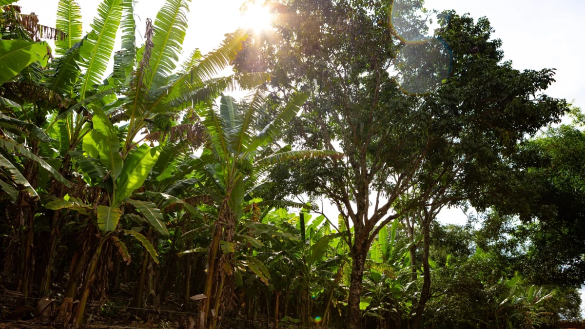 Plantas emitem sons ultrassônicos ao sofrer estresse, aponta estudo