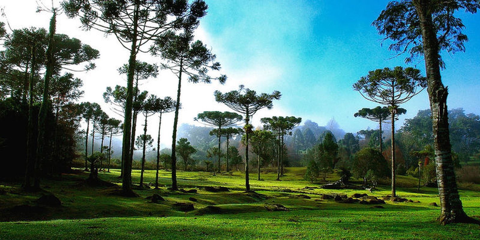 Colheita do pinhão começa com safra menor em Santa Catarina