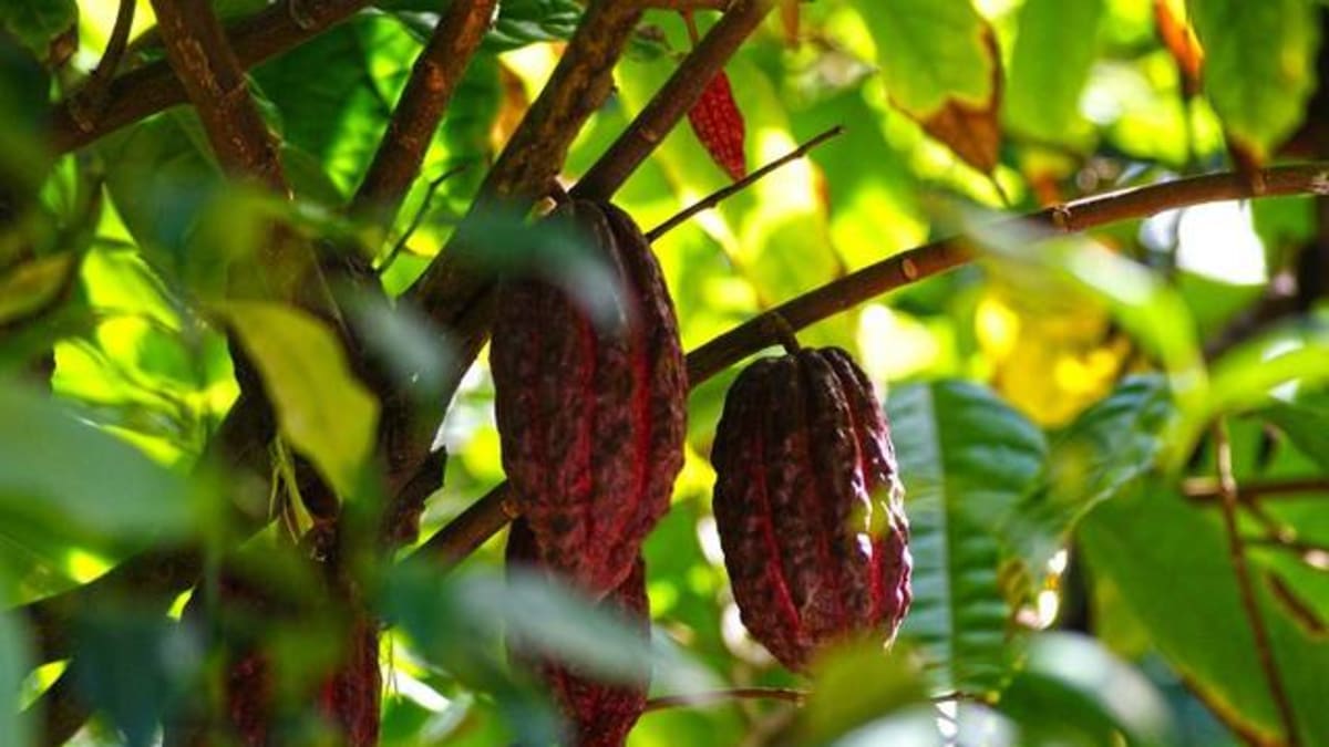 Projeto Cacau 360 reúne 91 pesquisadores para ampliar produção sustentável de cacau