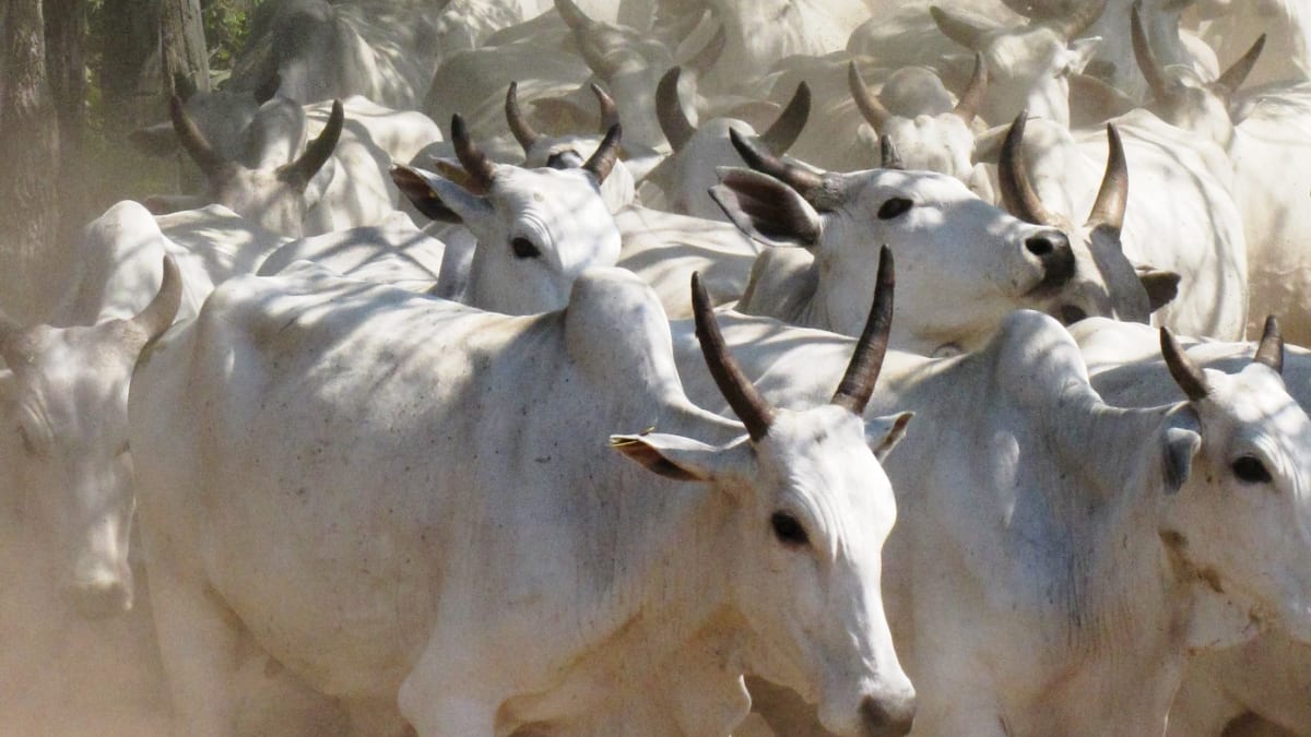 Escalas de abate encurtadas e exportações aceleradas marcam mercado da carne bovina