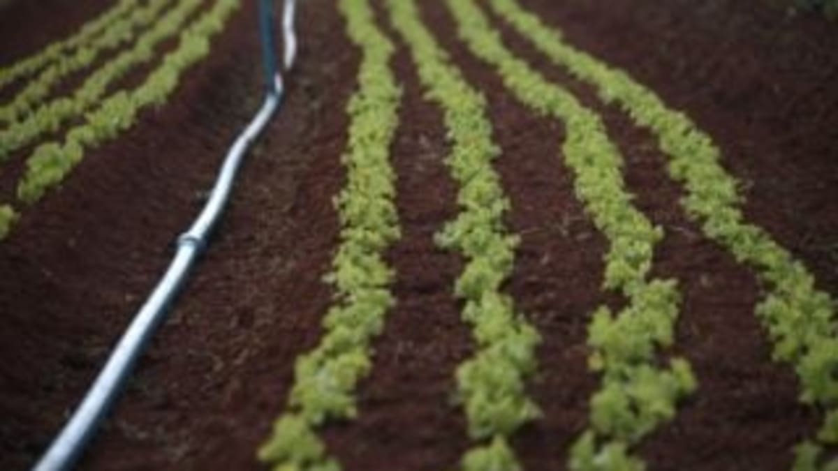 Setor de biodefensivos no Brasil deve faturar R$ 7,8 bilhões em 2026