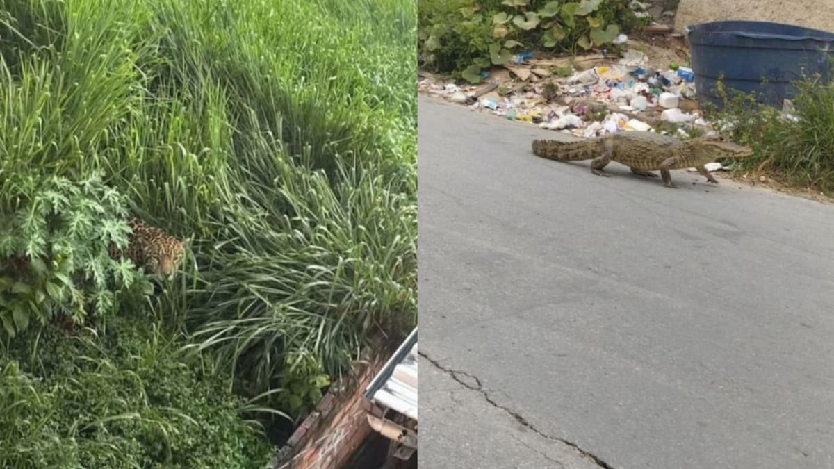 Bombeiros desmentem imagens falsas de animais silvestres em Santa Luzia