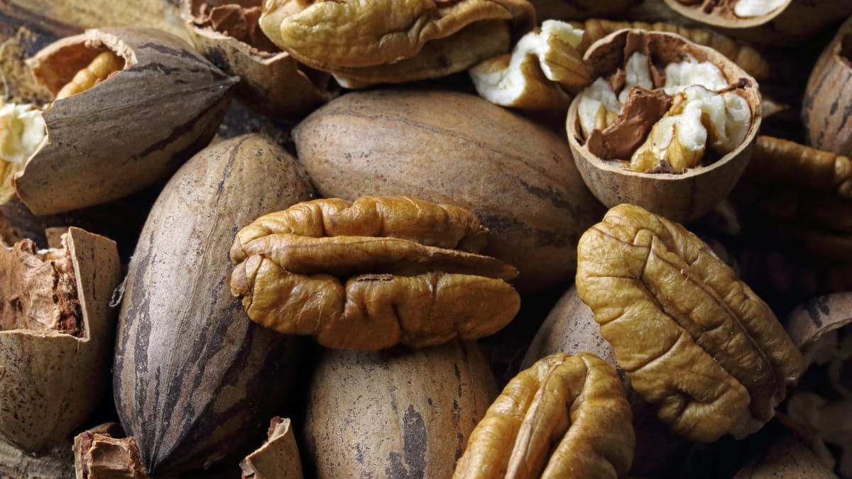 Safra da noz-pecã deve se recuperar após dois ciclos consecutivos de quebra