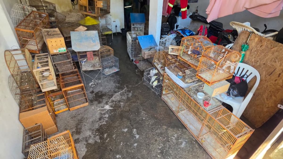 Resgatadas 91 aves exóticas e silvestres em condições precárias em Vila Velha