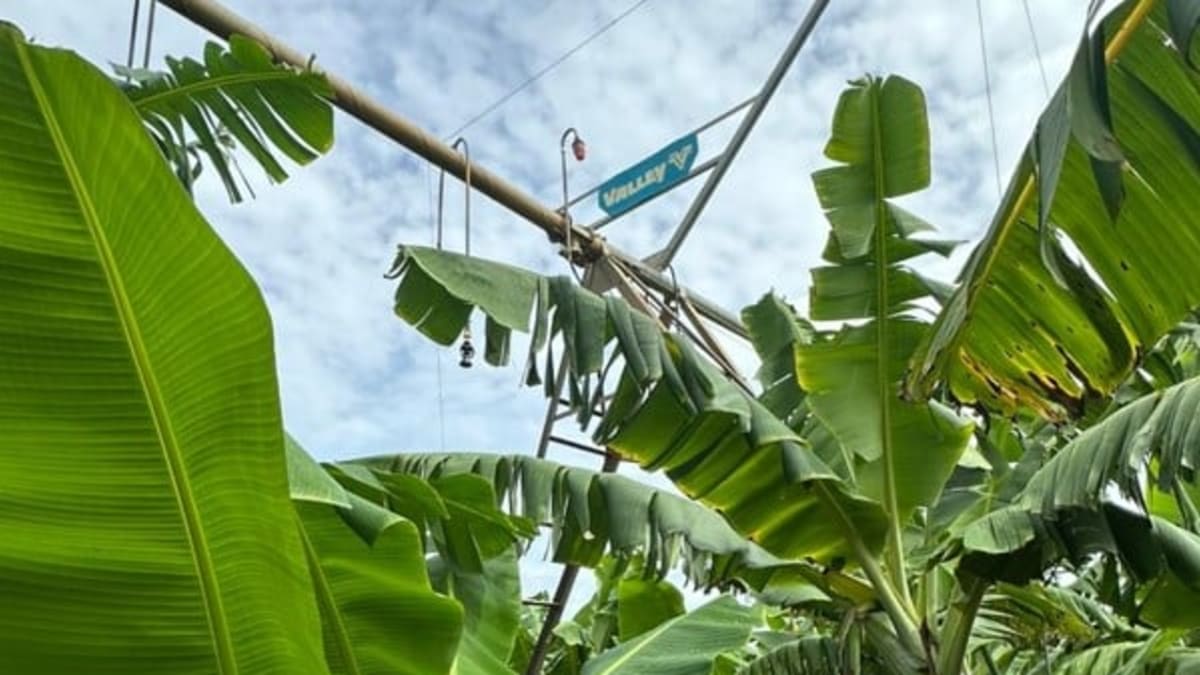 Fazenda na Bahia dobra média produtiva nacional da banana com pivô central