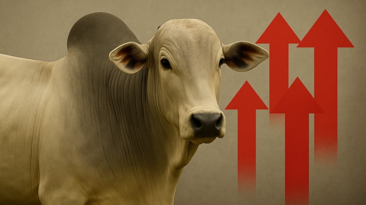 Preços do boi gordo seguem em alta com demanda aquecida e frigoríficos operando próximo da capacidade