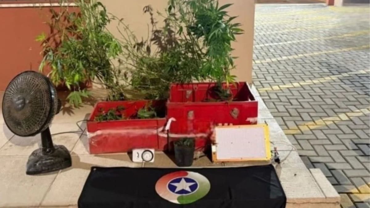 Polícia Militar descobre estufa e plantação de maconha em Lages