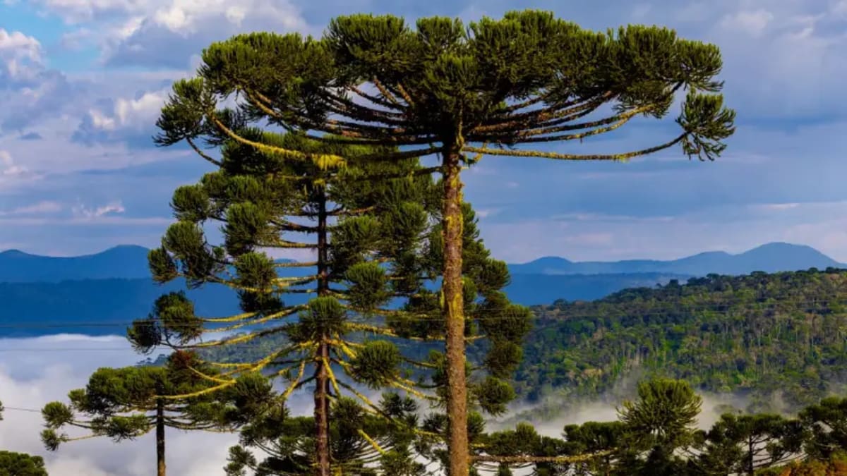 Manhãs frias e risco de temporais marcam o fim de semana em Santa Catarina