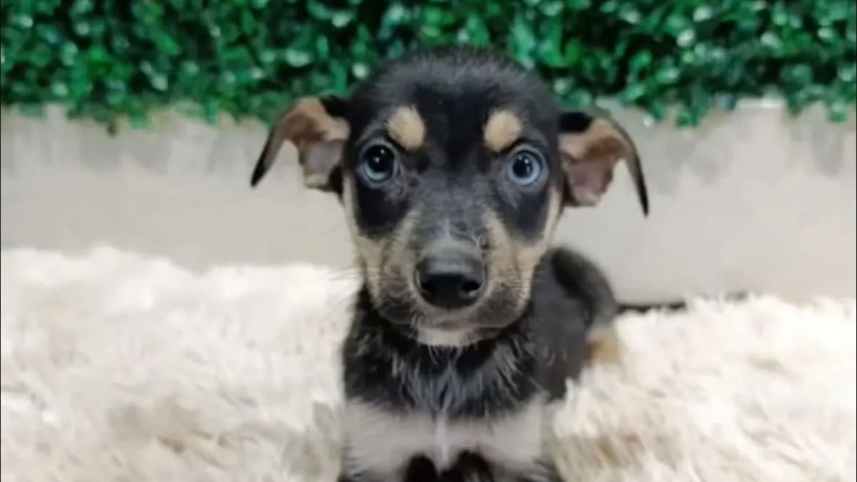 Prefeitura de Aparecida promove feira de adoção com 35 cães e gatos neste sábado