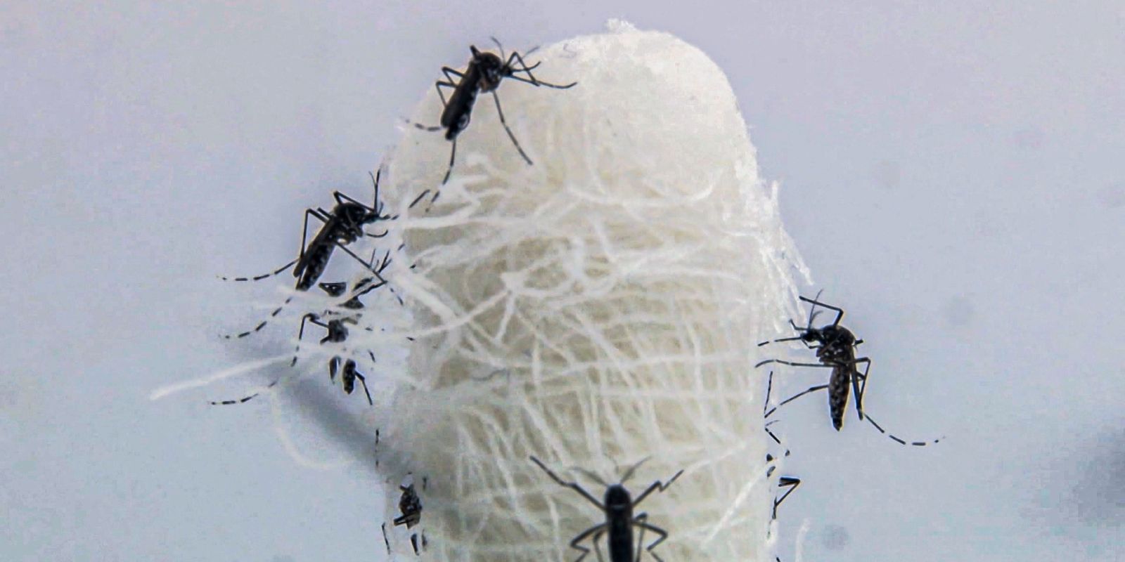 Américas enfrentam avanço da dengue em 2024