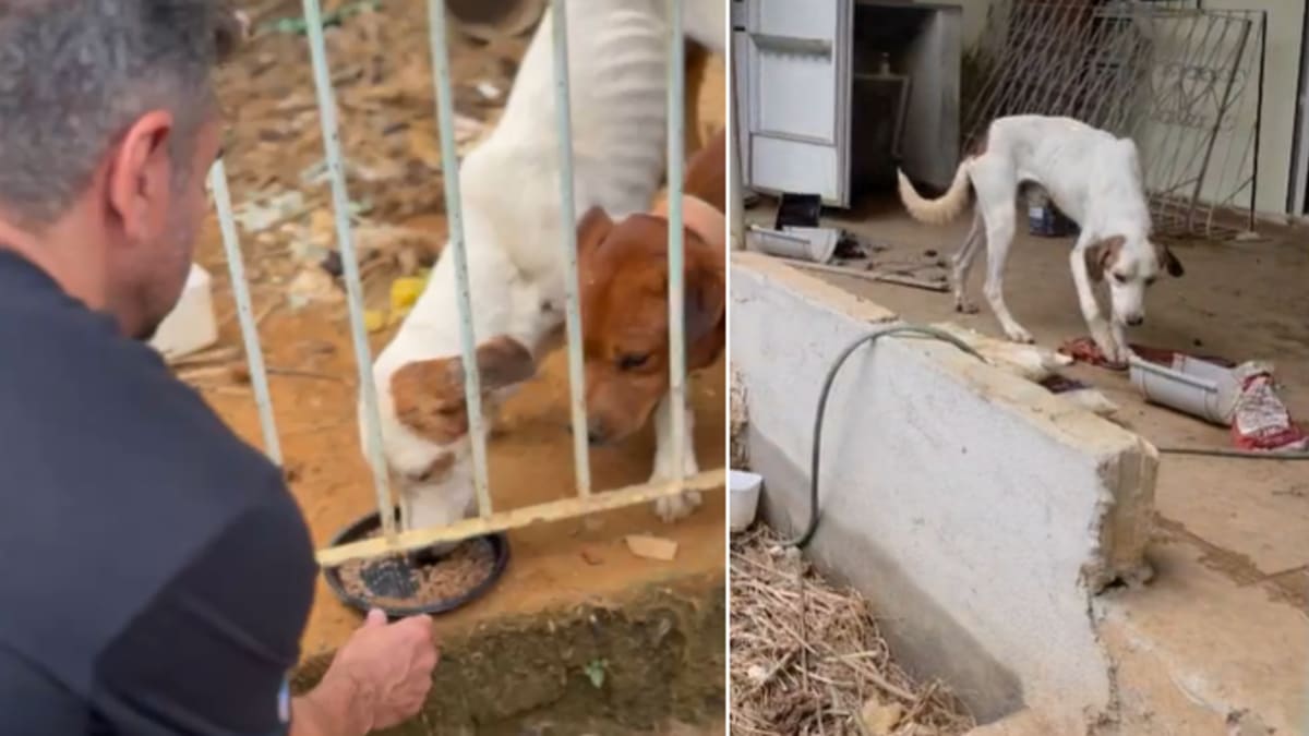 Dois cães são resgatados em situação de abandono em Cariacica