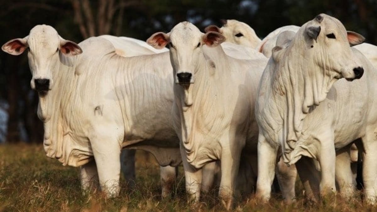 Boi gordo registra alta superior a 3% em abril e sustenta mercado aquecido