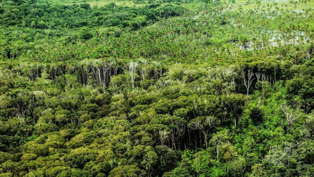 Crédito de carbono avança como oportunidade para conciliar sustentabilidade e rentabilidade em Goiás
