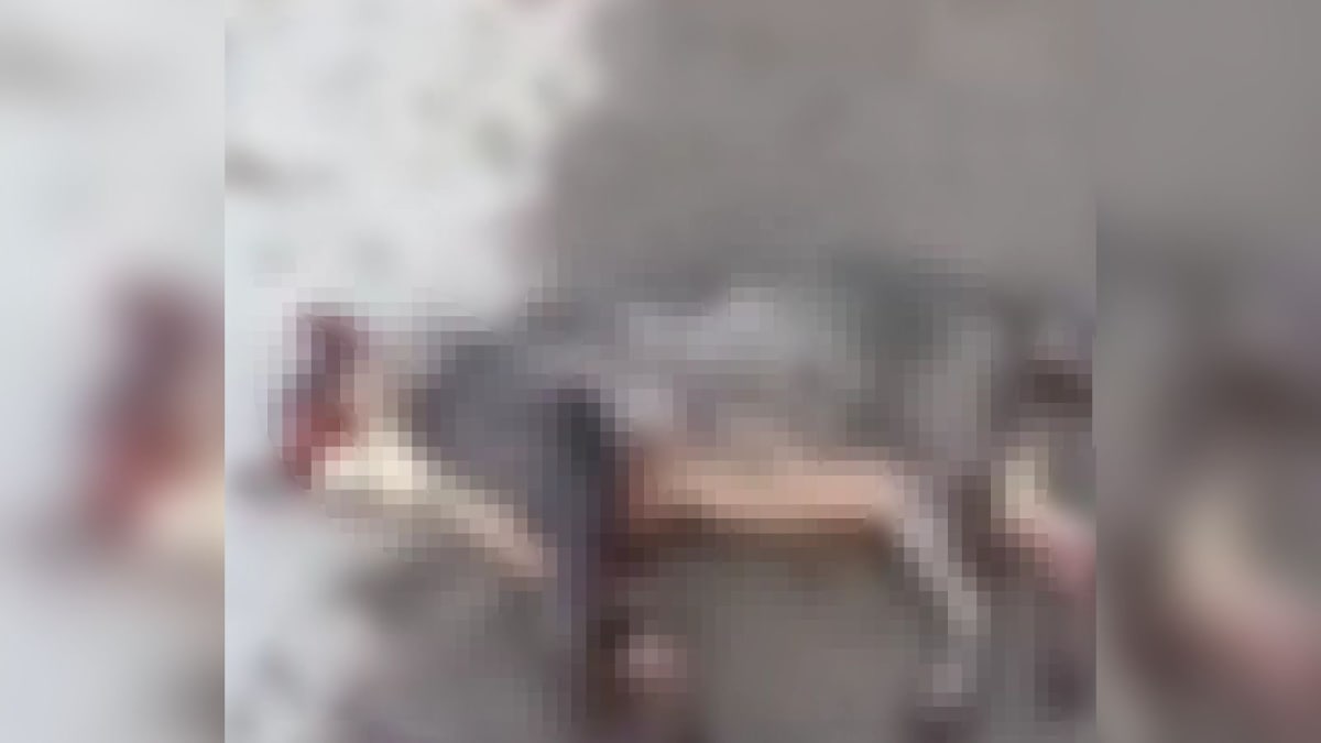 Gata morre após ser atingida por disparo de arma de pressão em Apiúna