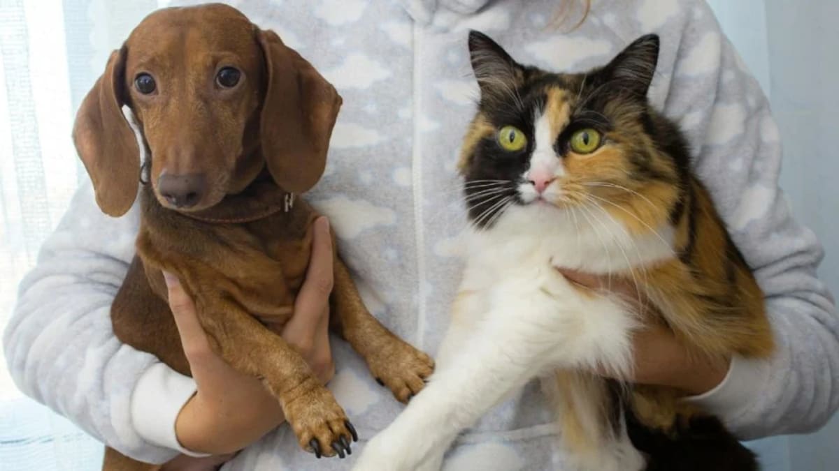 Niterói autoriza sepultamento de cães e gatos em jazigos familiares