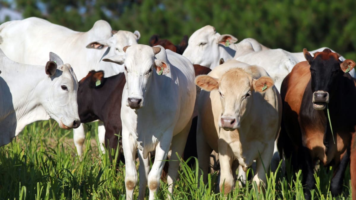 Alta demanda da China impulsiona abates e preços da arroba do boi gordo no Brasil