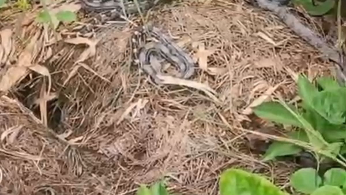 Filhotes de jiboia são resgatados em universidade na Baixada Fluminense