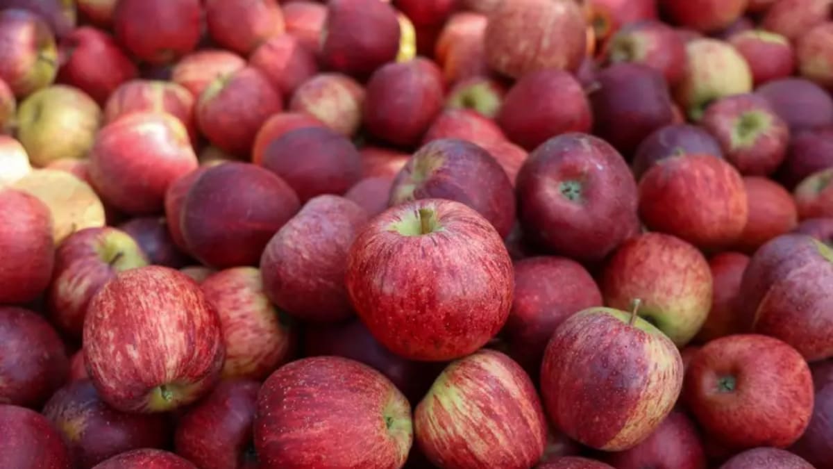 Exportação de maçã em Santa Catarina deve alcançar 20 mil toneladas na safra 2025/2026
