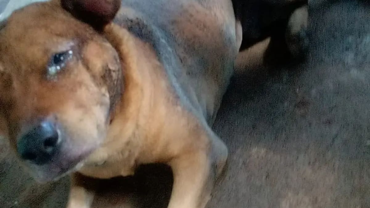 Cão queimado com gasolina morre em Aparecida de Goiânia