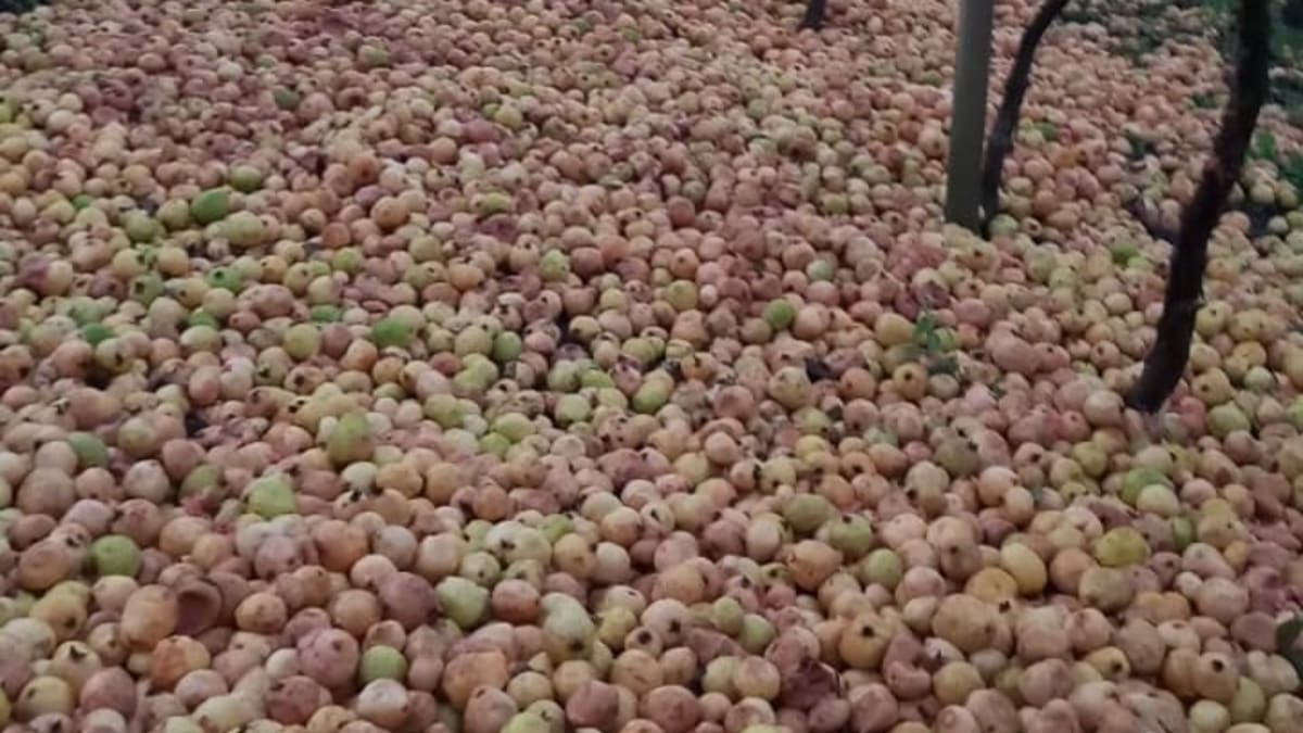 Produtores de goiaba descartam parte da safra por falta de compradores