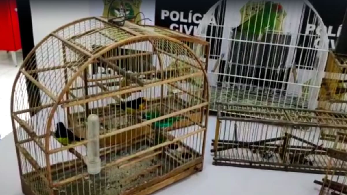 Polícia Federal investiga fraudes em sistema de controle de criação de pássaros em Armazém